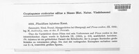 Gremmenia infestans image